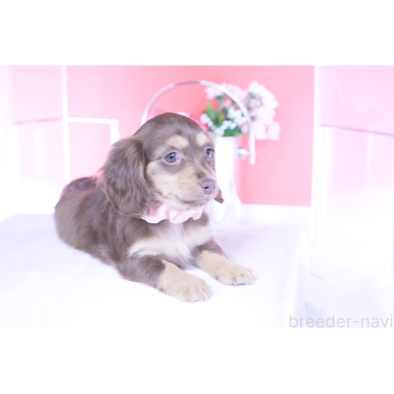 販売中の愛知県のカニンヘンダックスフンド(ロングヘアード)-437340の10枚目