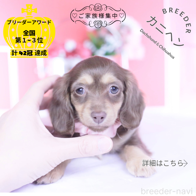 販売中の愛知県のカニンヘンダックスフンド(ロングヘアード)-437340