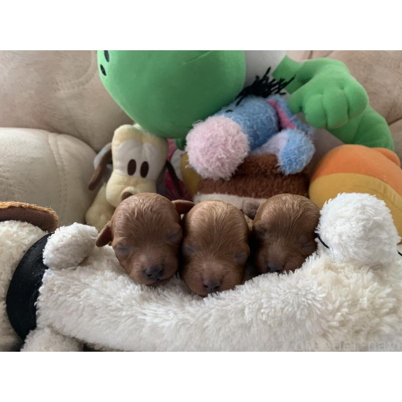 販売中の岩手県のティーカッププードル-443236の4枚目