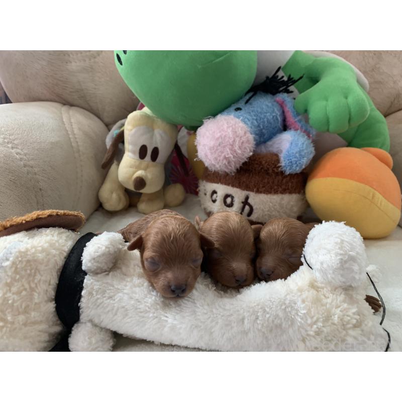 販売中の岩手県のティーカッププードル-443236の3枚目