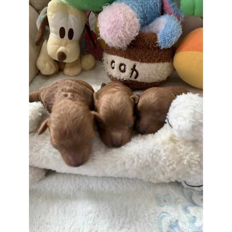 販売中の岩手県のティーカッププードル-443236の2枚目