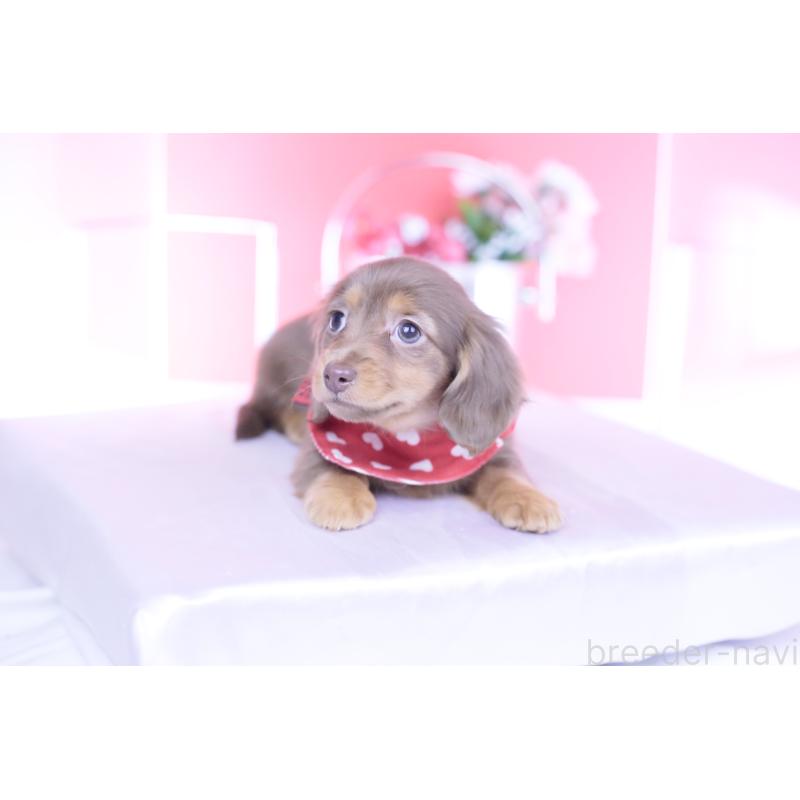 商談中の愛知県のカニンヘンダックスフンド(ロングヘアード)-437331の9枚目