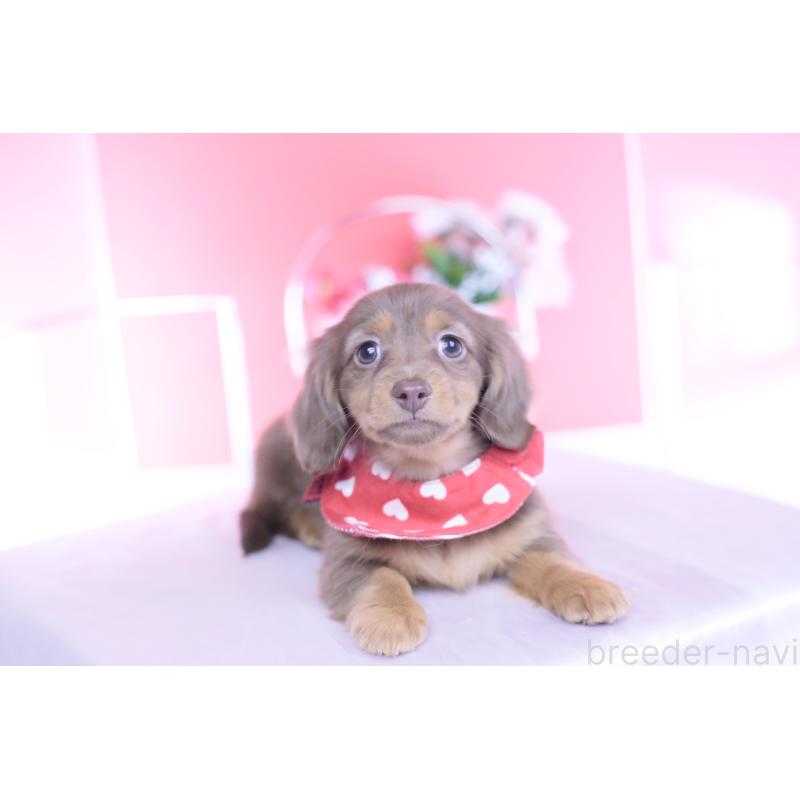 商談中の愛知県のカニンヘンダックスフンド(ロングヘアード)-437331の7枚目