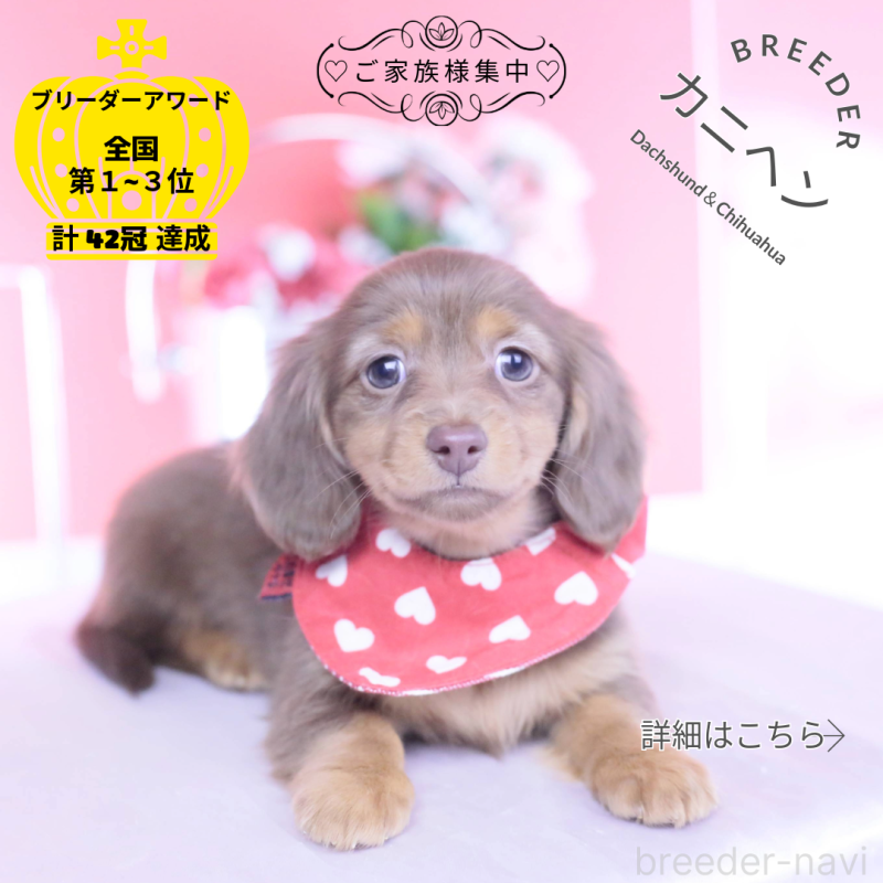 販売中の愛知県のカニンヘンダックスフンド(ロングヘアード)-437331