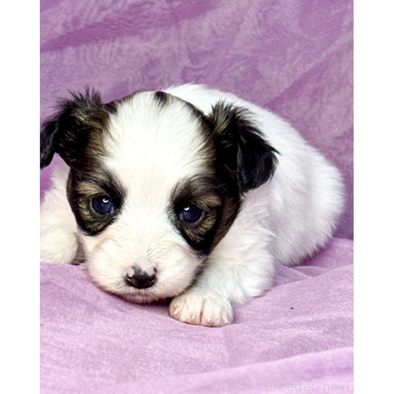 販売中の三重県のパピヨン-443235の12枚目