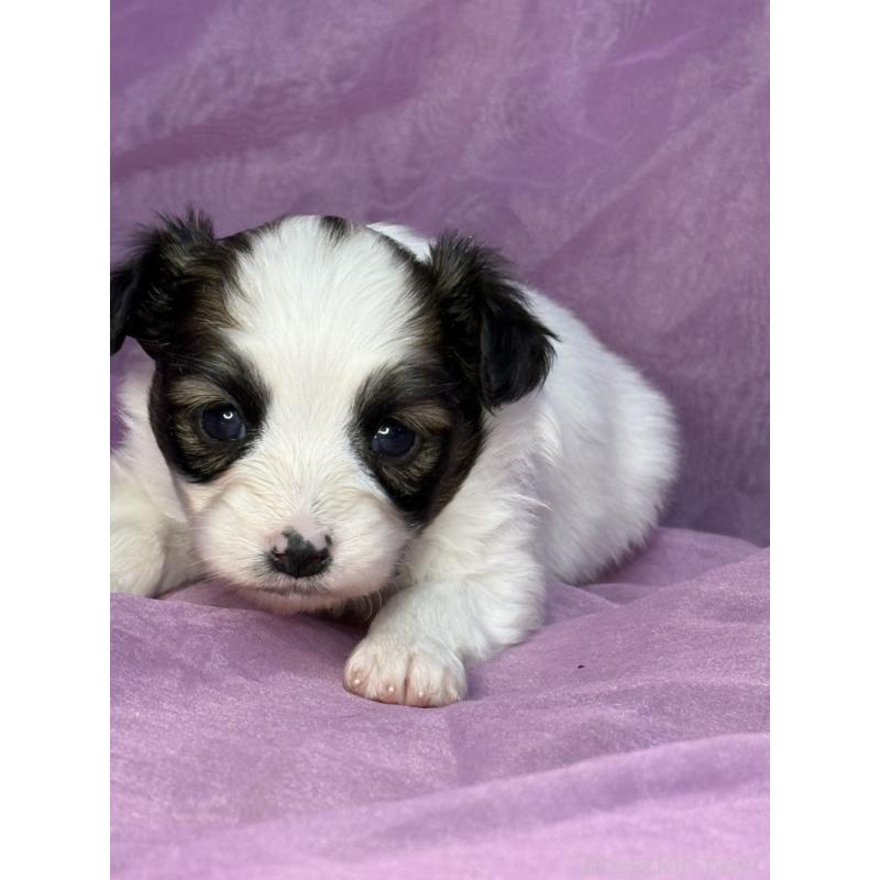 販売中の三重県のパピヨン-443235の11枚目