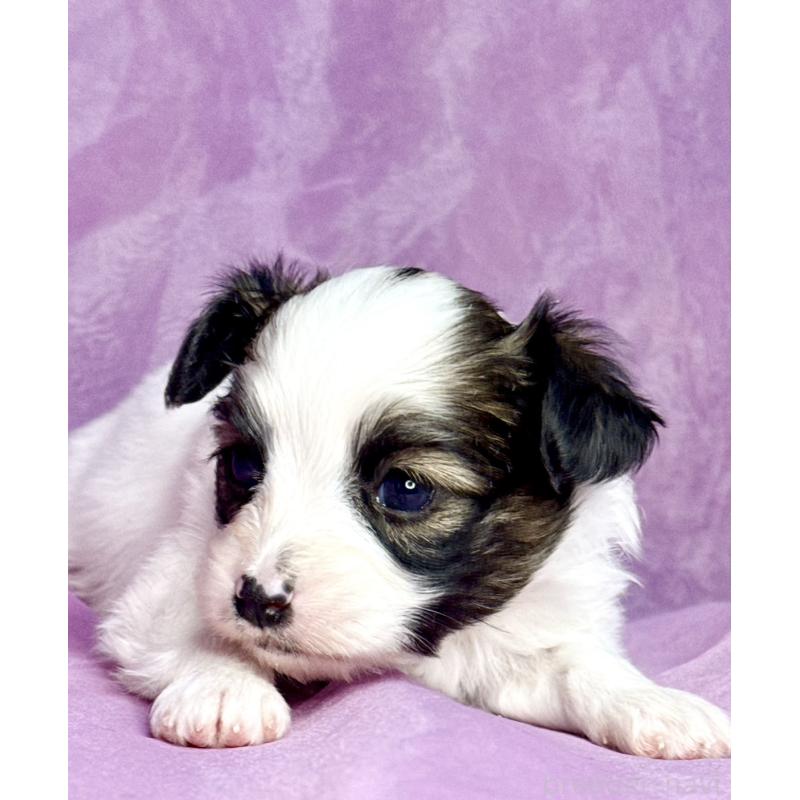 販売中の三重県のパピヨン-443235の10枚目