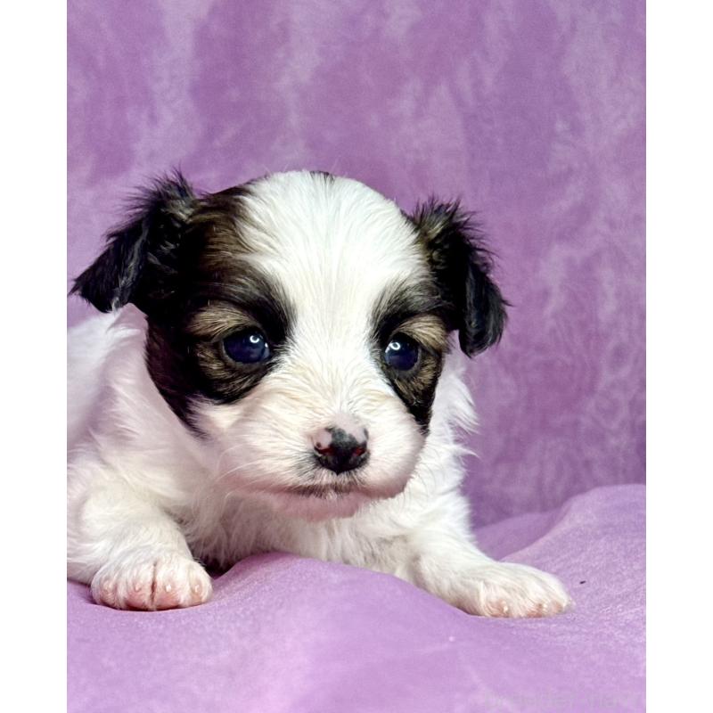 販売中の三重県のパピヨン-443235の9枚目