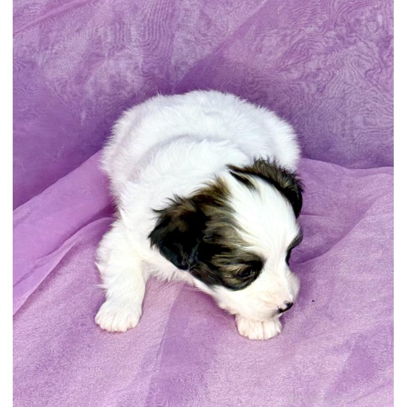 販売中の三重県のパピヨン-443235の7枚目