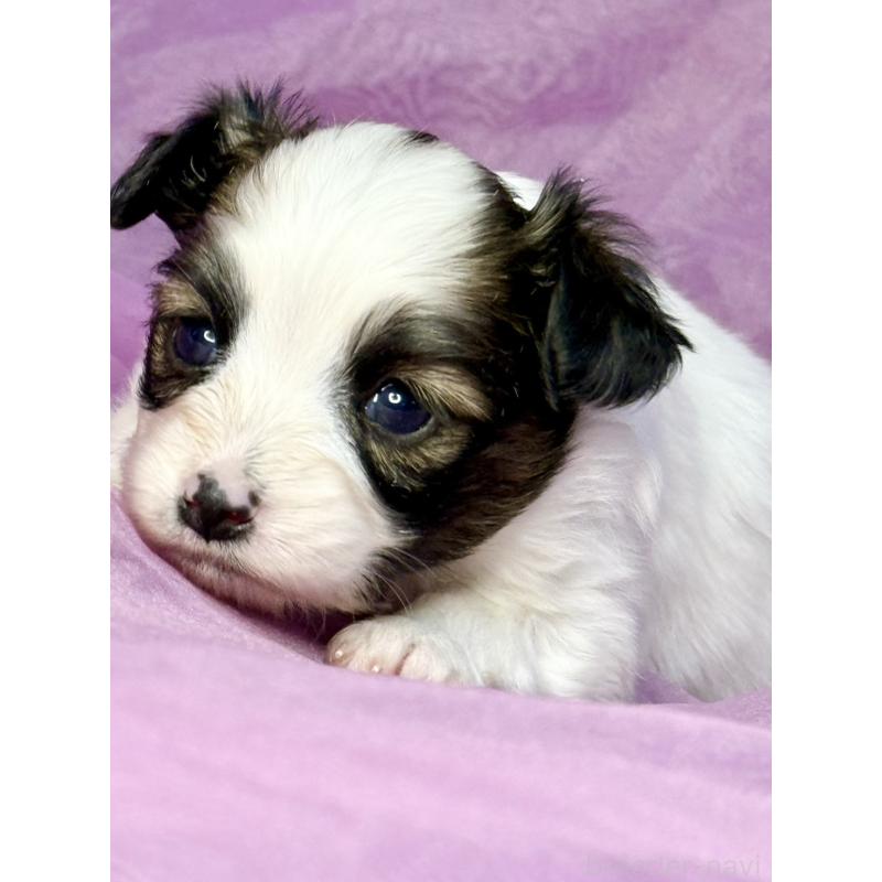 販売中の三重県のパピヨン-443235の6枚目