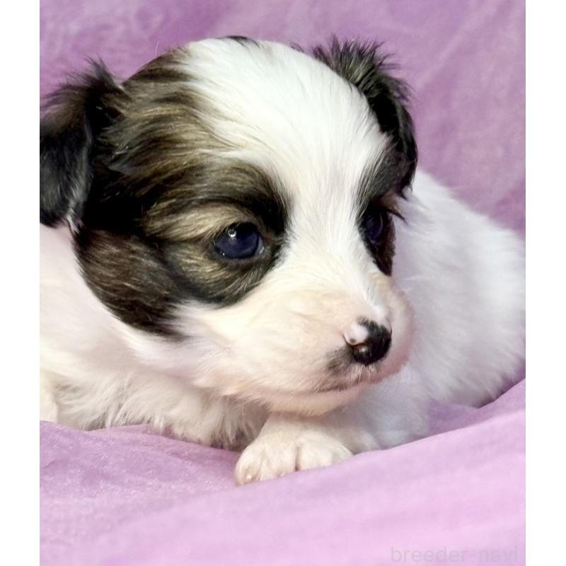 販売中の三重県のパピヨン-443235の5枚目