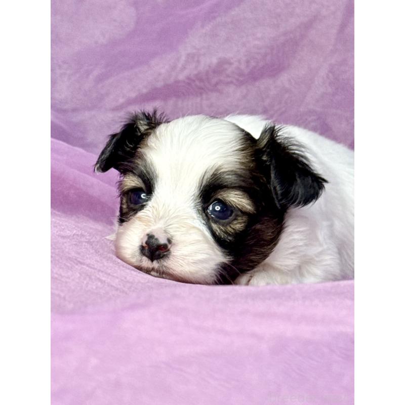 販売中の三重県のパピヨン-443235の4枚目