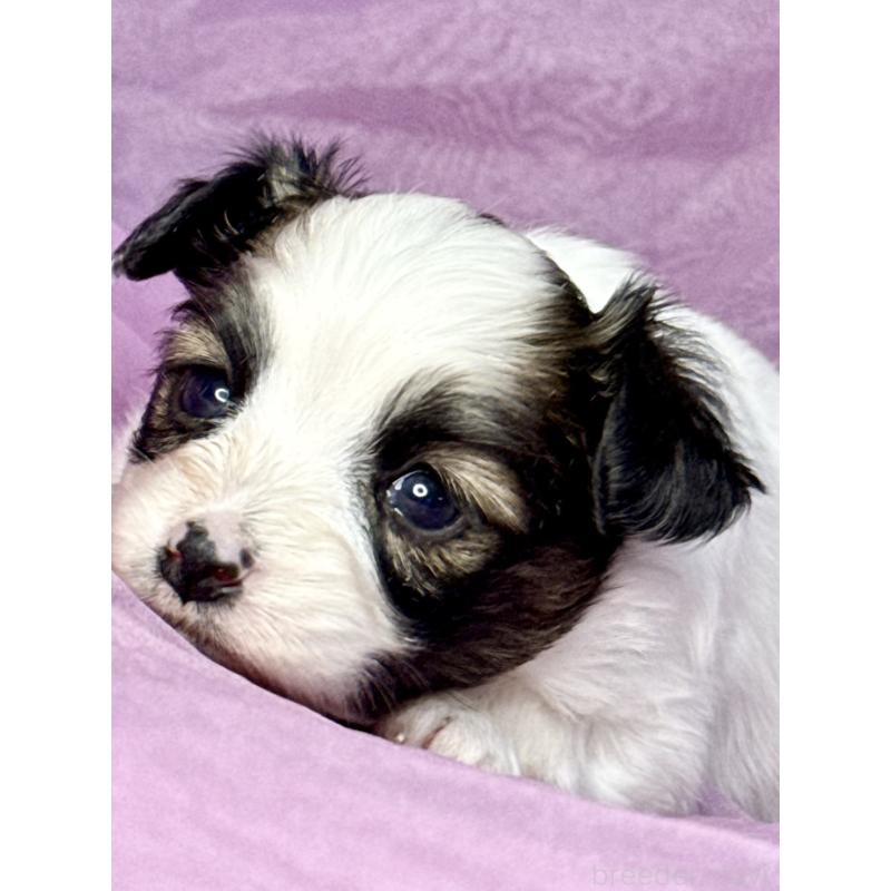 販売中の三重県のパピヨン-443235の3枚目