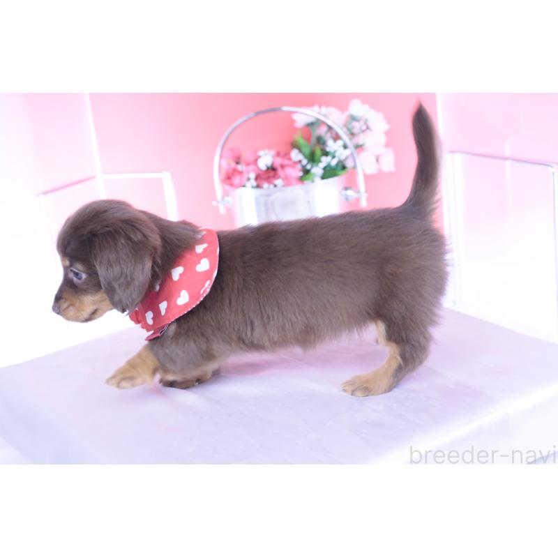 販売中の愛知県のカニンヘンダックスフンド(ロングヘアード)-437336の10枚目