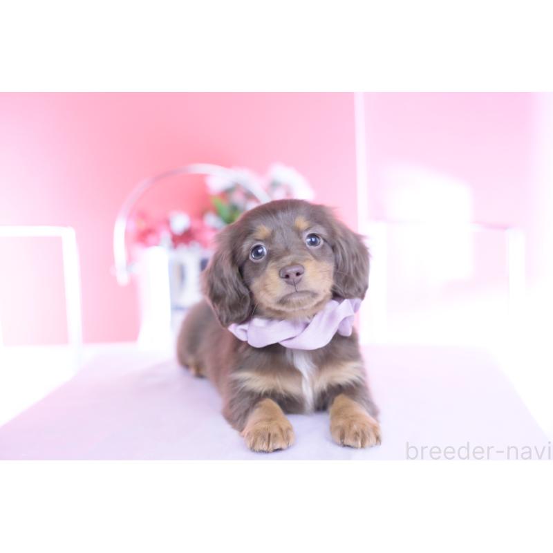 販売中の愛知県のカニンヘンダックスフンド(ロングヘアード)-437336の7枚目