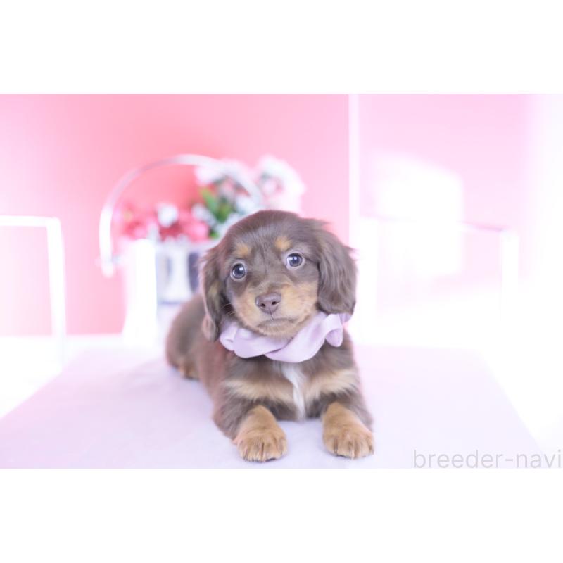 販売中の愛知県のカニンヘンダックスフンド(ロングヘアード)-437336の6枚目