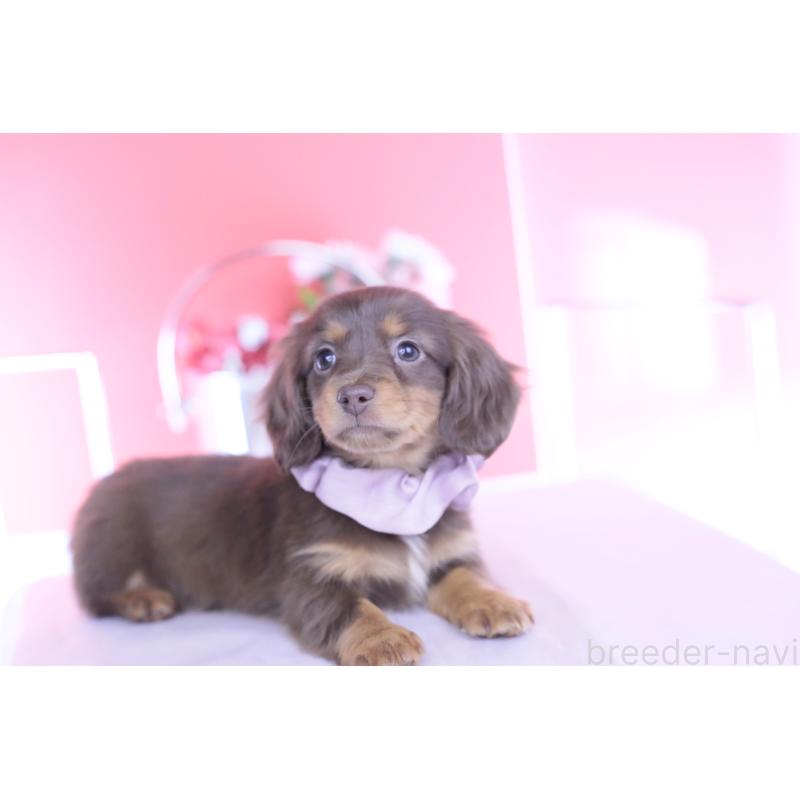 販売中の愛知県のカニンヘンダックスフンド(ロングヘアード)-437336の5枚目