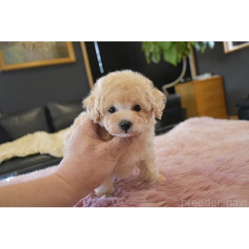 販売中の茨城県のタイニープードル-443237の6枚目