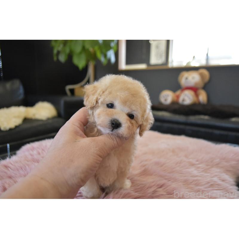 販売中の茨城県のタイニープードル-443237の3枚目