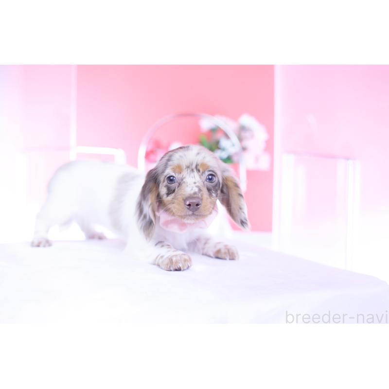 販売中の愛知県のミニチュアダックスフンド(ロングヘアード)-437844の13枚目