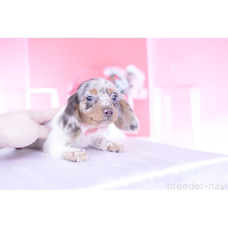 販売中の愛知県のミニチュアダックスフンド(ロングヘアード)-437844の11枚目