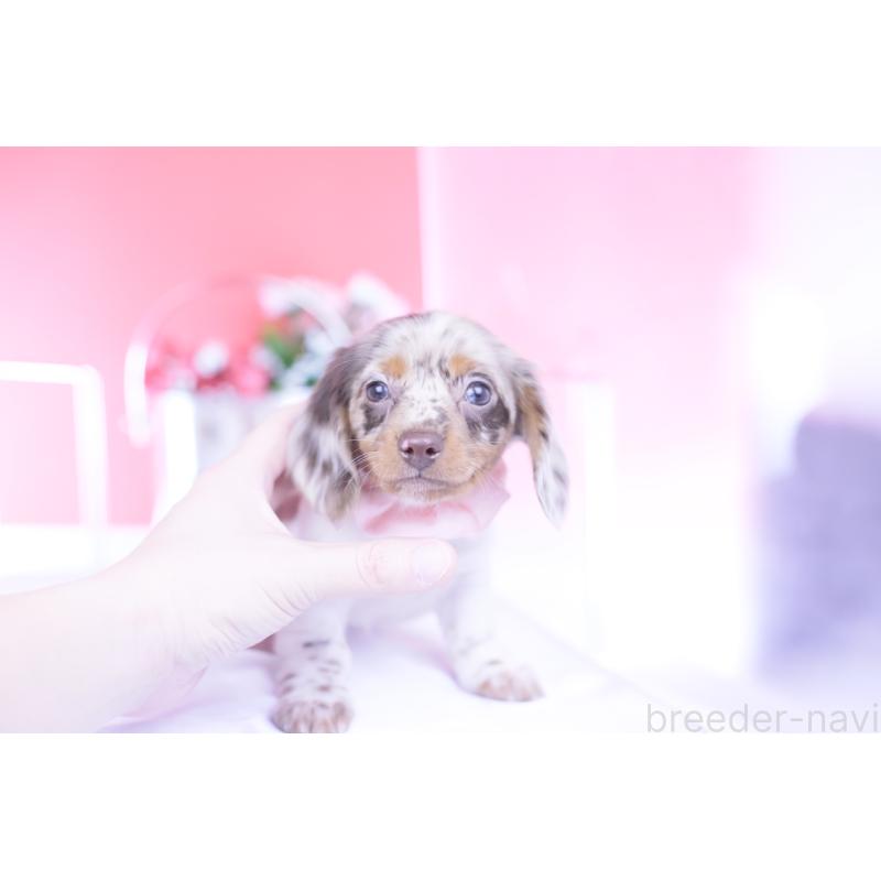 販売中の愛知県のミニチュアダックスフンド(ロングヘアード)-437844の10枚目