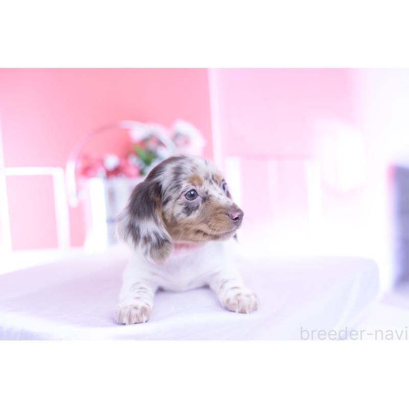 販売中の愛知県のミニチュアダックスフンド(ロングヘアード)-437844の5枚目