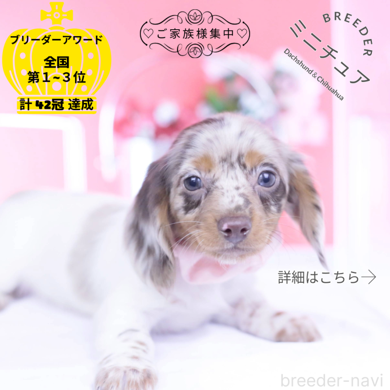 販売中の愛知県のミニチュアダックスフンド(ロングヘアード)-437844