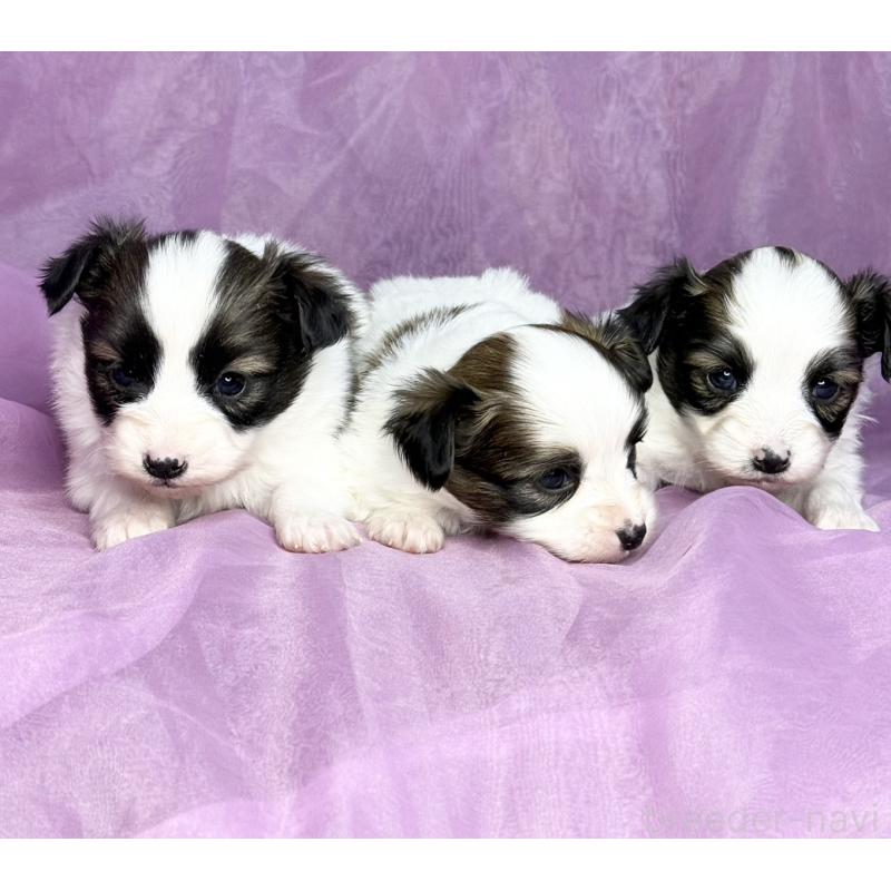 販売中の三重県のパピヨン-443238の9枚目