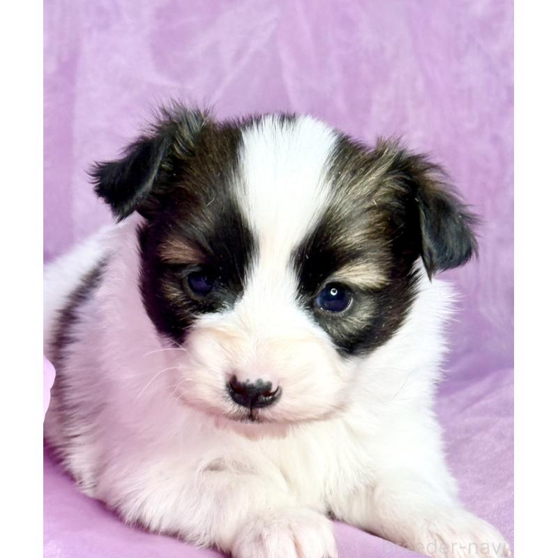 販売中の三重県のパピヨン-443238の8枚目