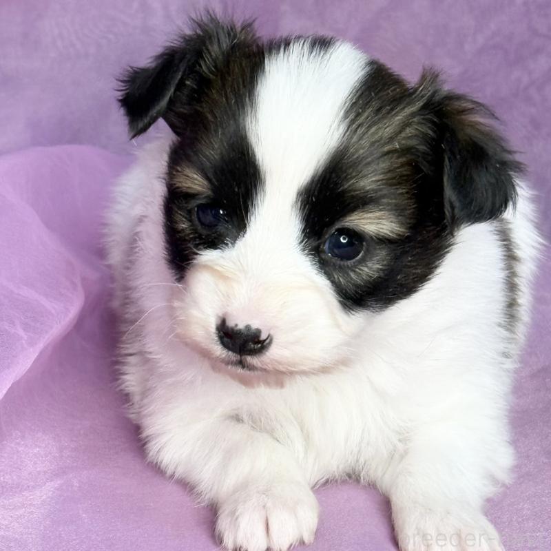 販売中の三重県のパピヨン-443238の1枚目