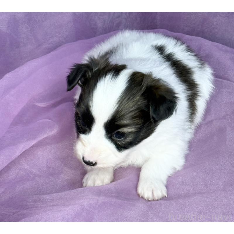 販売中の三重県のパピヨン-443238の7枚目