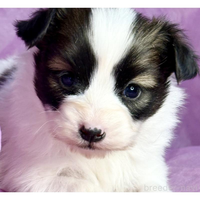 販売中の三重県のパピヨン-443238の6枚目