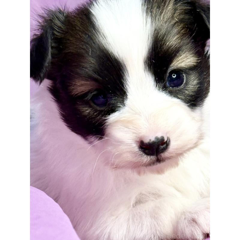 販売中の三重県のパピヨン-443238の5枚目