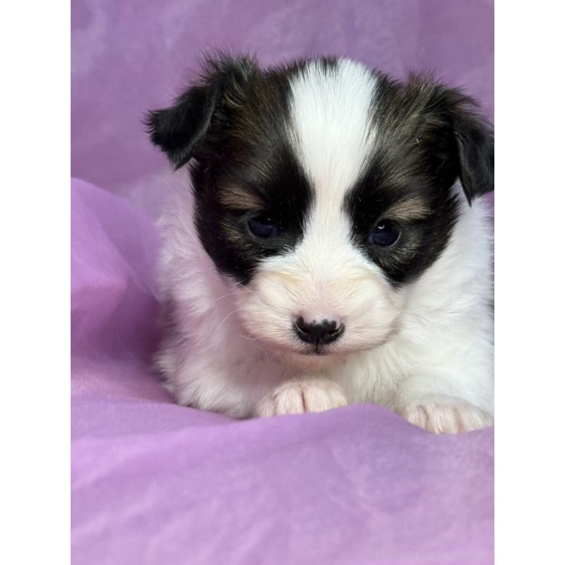 販売中の三重県のパピヨン-443238の4枚目