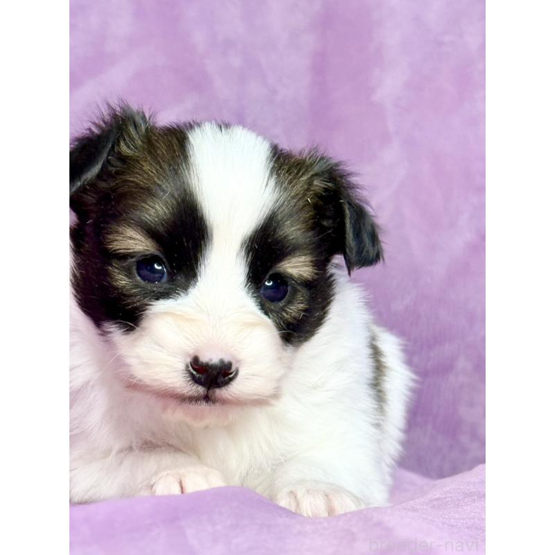 販売中の三重県のパピヨン-443238の3枚目