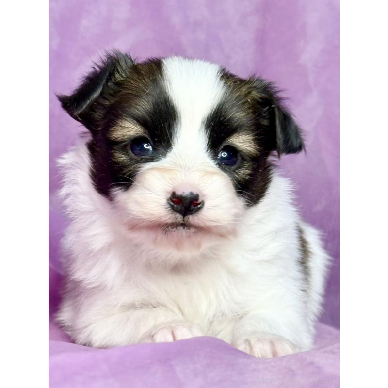 販売中の三重県のパピヨン-443238の2枚目