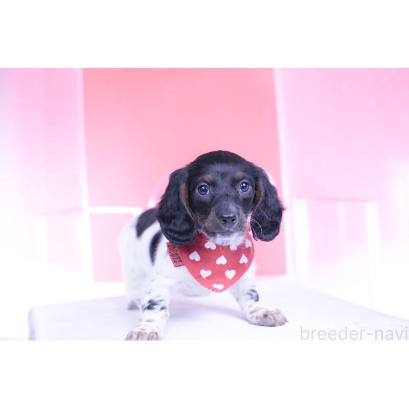 販売中の愛知県のミニチュアダックスフンド(ロングヘアード)-437849の11枚目