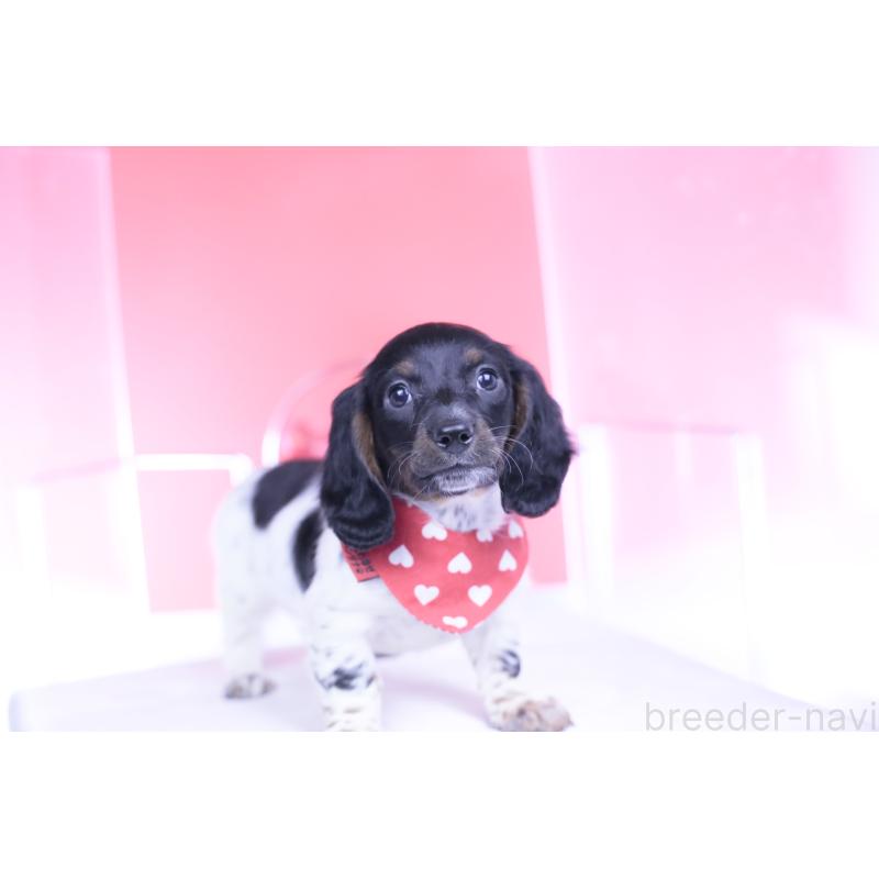 販売中の愛知県のミニチュアダックスフンド(ロングヘアード)-437849の10枚目