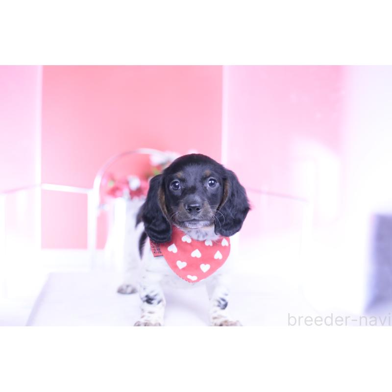 販売中の愛知県のミニチュアダックスフンド(ロングヘアード)-437849の8枚目