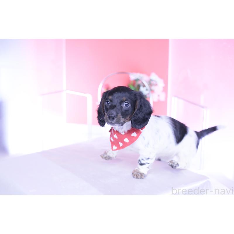 販売中の愛知県のミニチュアダックスフンド(ロングヘアード)-437849の6枚目