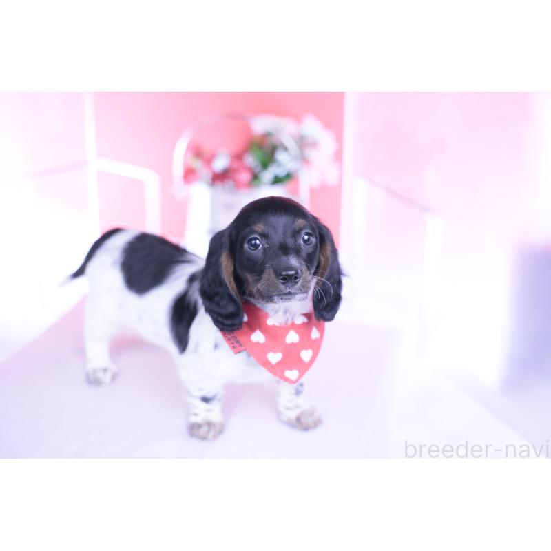 販売中の愛知県のミニチュアダックスフンド(ロングヘアード)-437849の5枚目