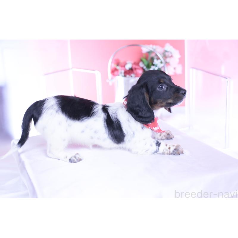 販売中の愛知県のミニチュアダックスフンド(ロングヘアード)-437849の3枚目