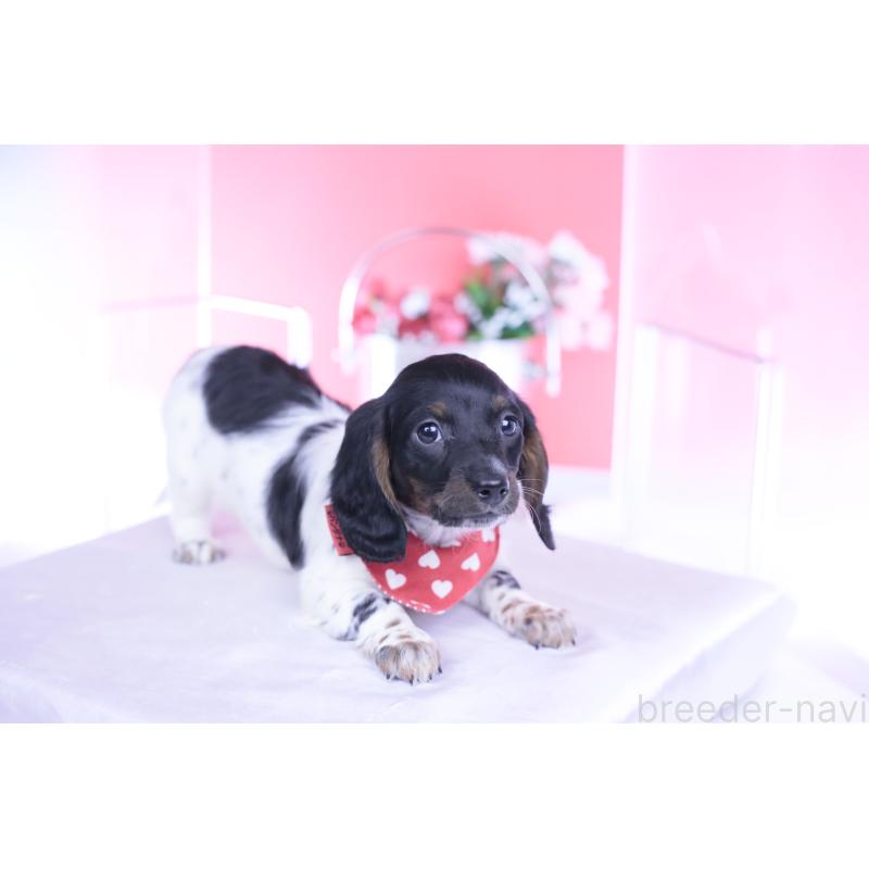 販売中の愛知県のミニチュアダックスフンド(ロングヘアード)-437849の2枚目