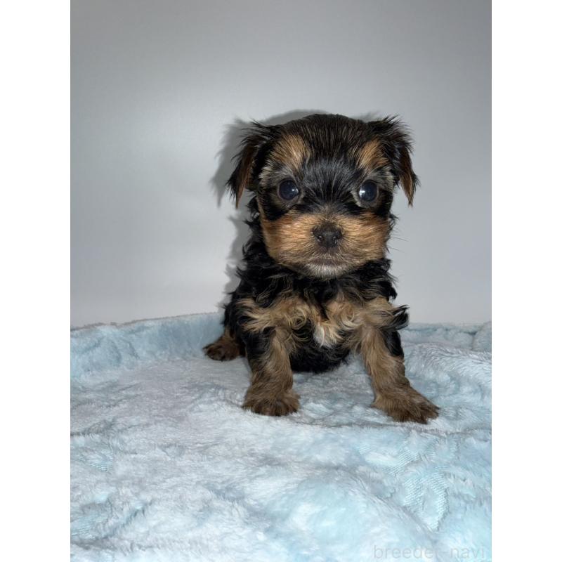 販売中の広島県のヨークシャーテリア-437020の5枚目