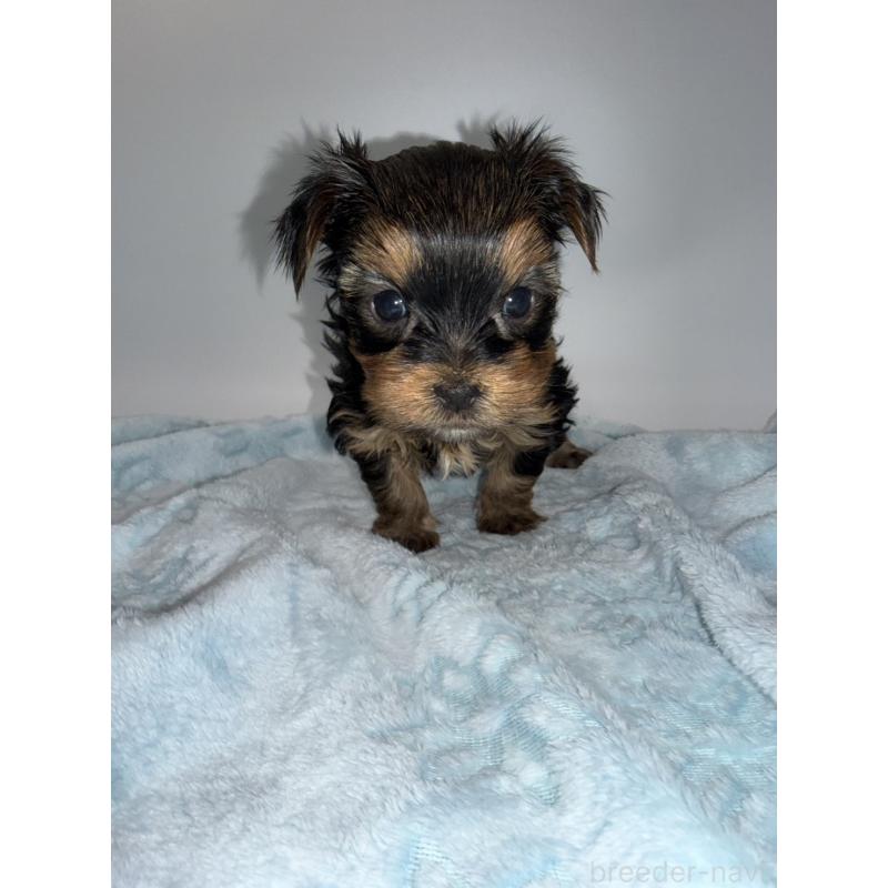 販売中の広島県のヨークシャーテリア-437020の4枚目