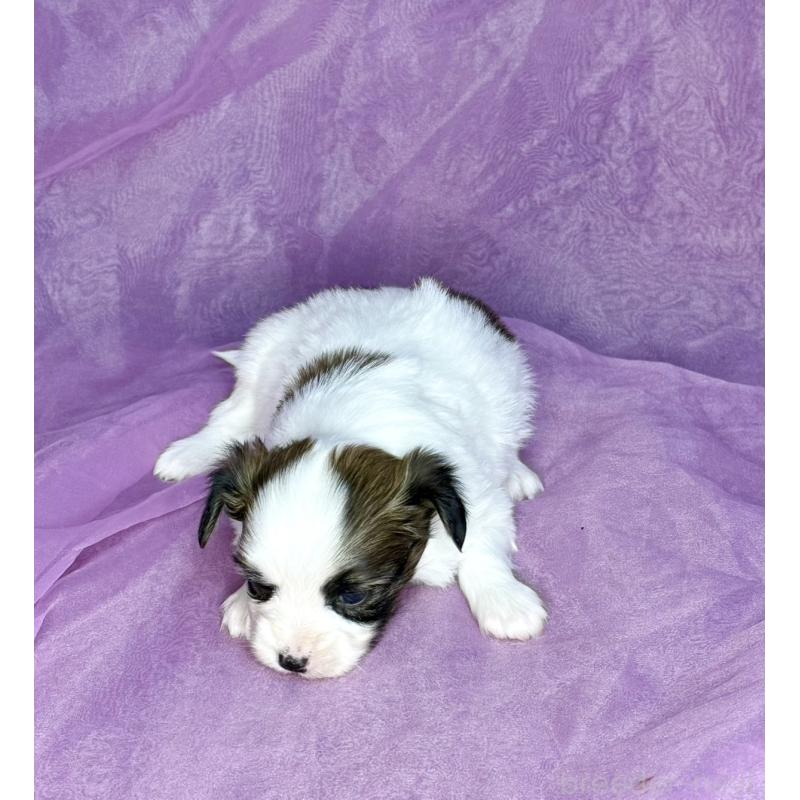 販売中の三重県のパピヨン-443239の12枚目