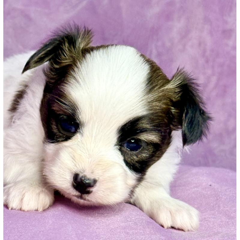 販売中の三重県のパピヨン-443239の11枚目