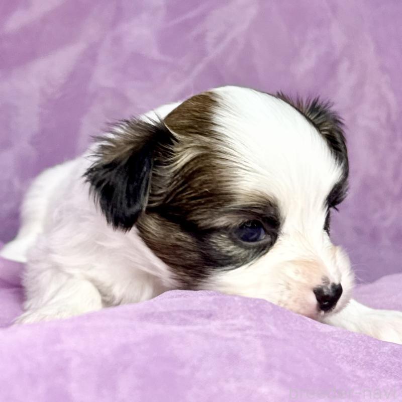 販売中の三重県のパピヨン-443239の10枚目