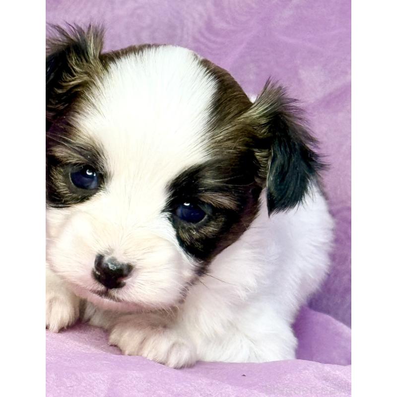 販売中の三重県のパピヨン-443239の9枚目